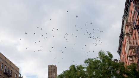 flock of pigeons circling in formation over uptown manhattan street, new york city, u