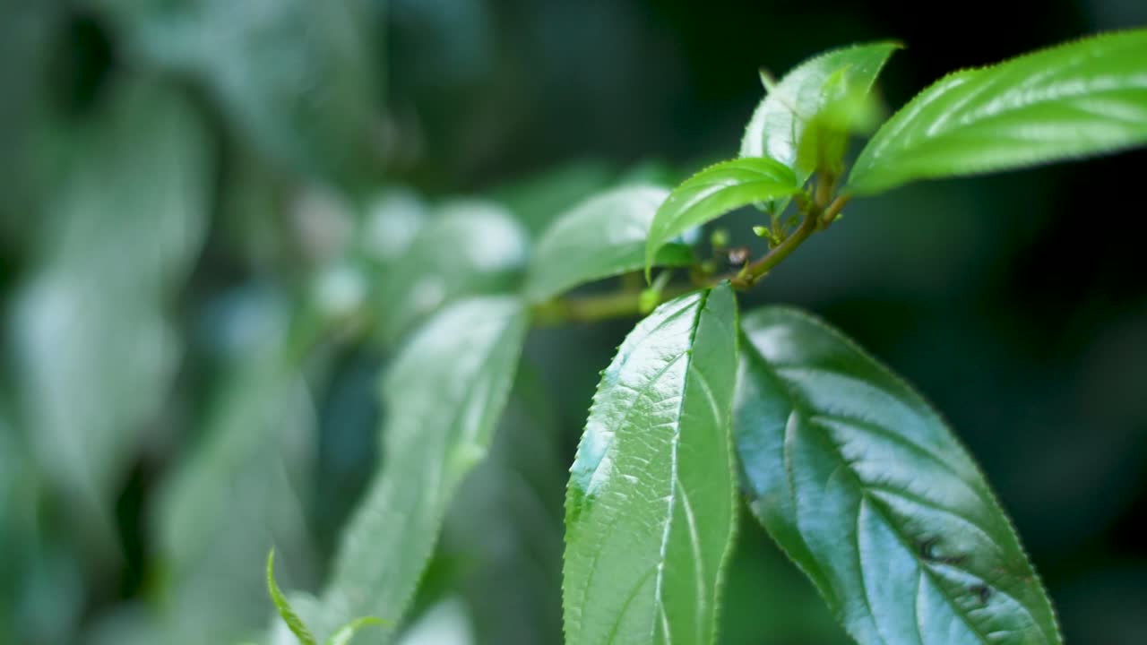 fly on shiny-leaf buckthorn, the traditional Ethiopian beer ingredient with wind movement