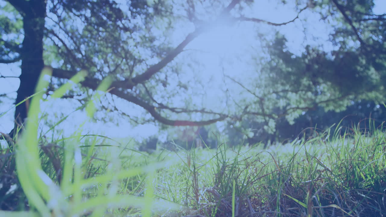 애니메이션  ⁇ 은 나무와 잔디 위에 미국  ⁇ 발의 빨간색,  ⁇ 색 및 파란색 사각형