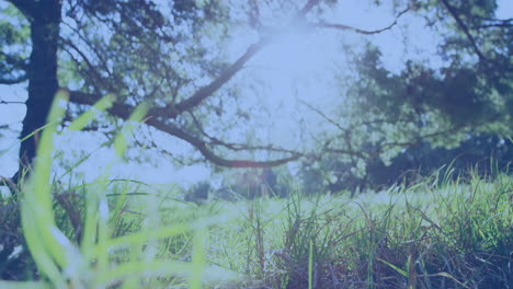 animation red, white and blue squares of flag of america over sunny trees and grass