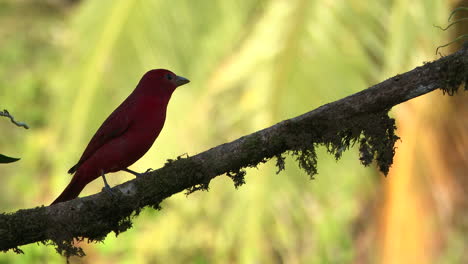 Summer-tanager--male-perched-on-branch