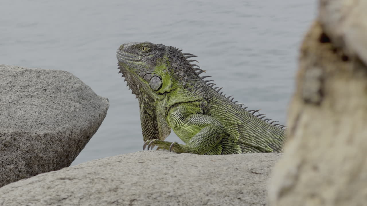Iguana verde selvatica che riposa tranquillamente sulle rocce in riva al mare in un'isola tropicale caraibica, che mostra specie di rettili endemiche nell'habitat costiero marino naturale di Saint Martin