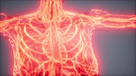 blood vessels of human body