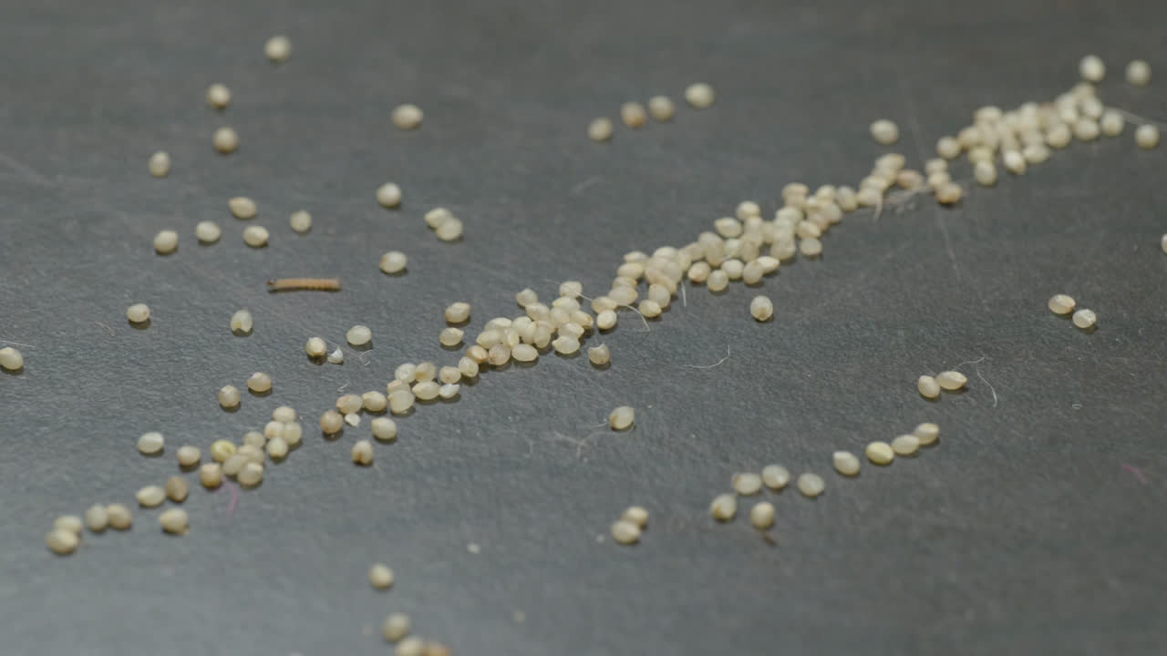 Sitophilus insect larvae crawling in a millet grains fallen in the ground, 4k, stable shot