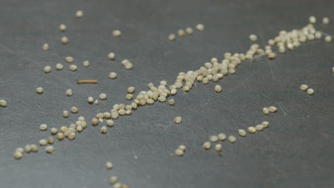 Sitophilus insect larvae crawling in a millet grains fallen in the ground, 4k, stable shot
