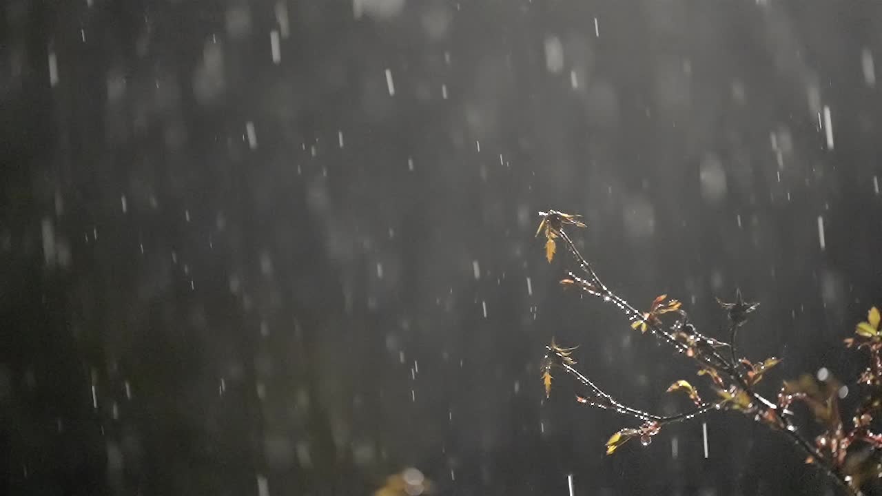 Raindrops at Night, Budding Branch Soaked in Gentle Drops