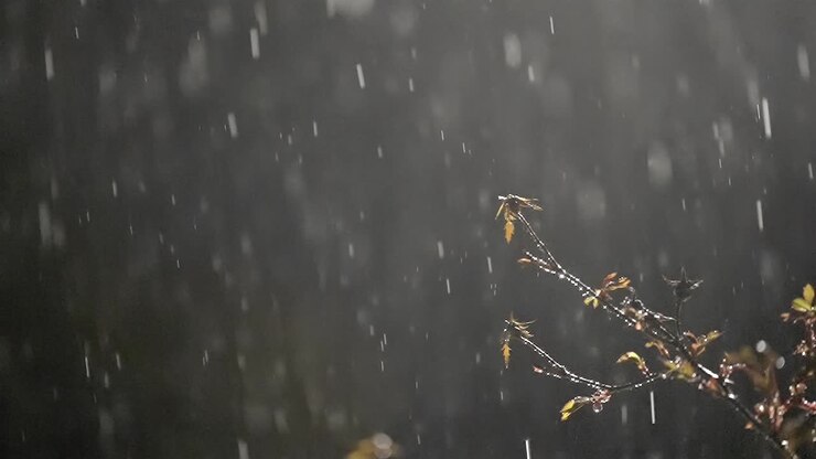 Raindrops at Night, Budding Branch Soaked in Gentle Drops