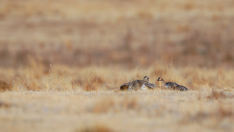 sharp-tailed grouse dancing on lek , saskatchewan, canada