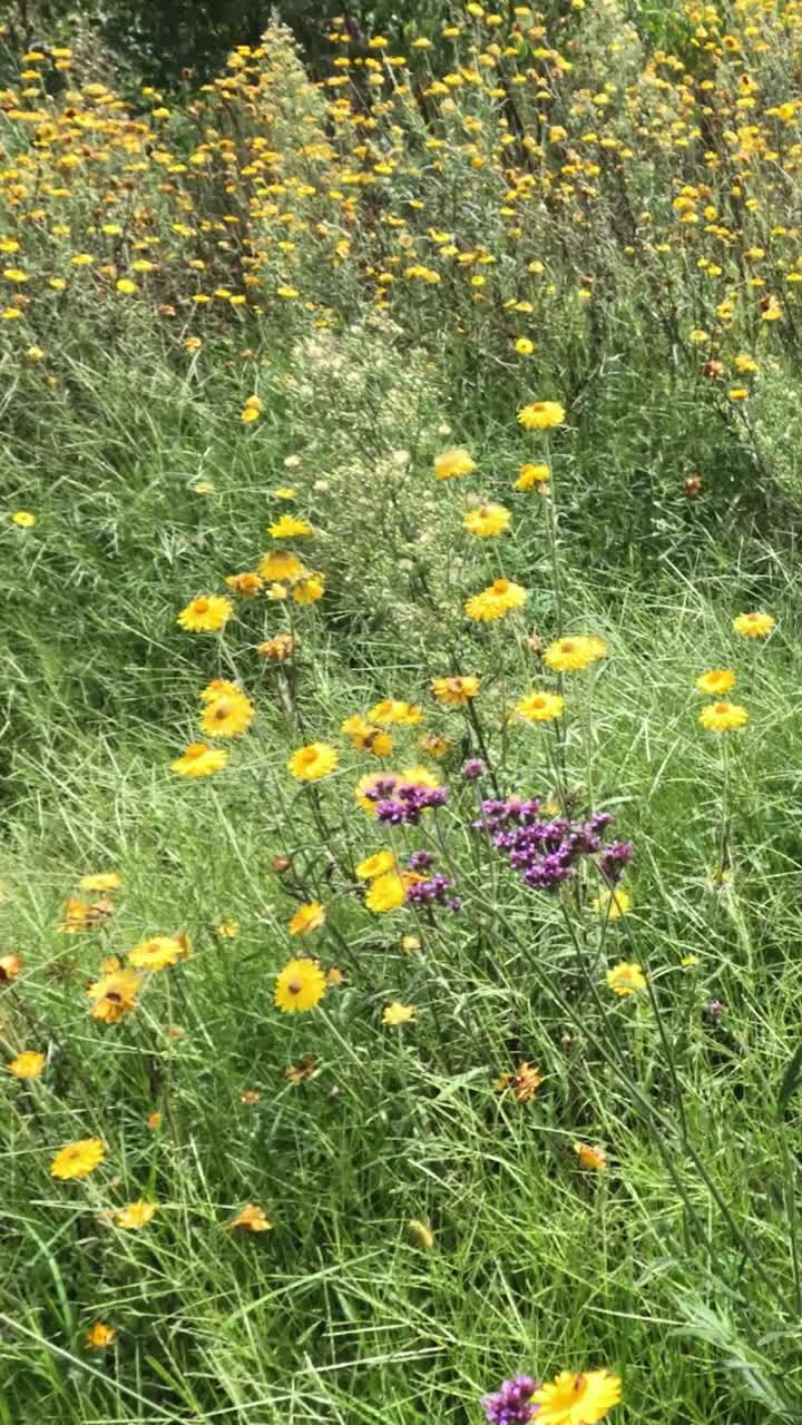 fortschritt einer wiese mit blühenden wildblumen