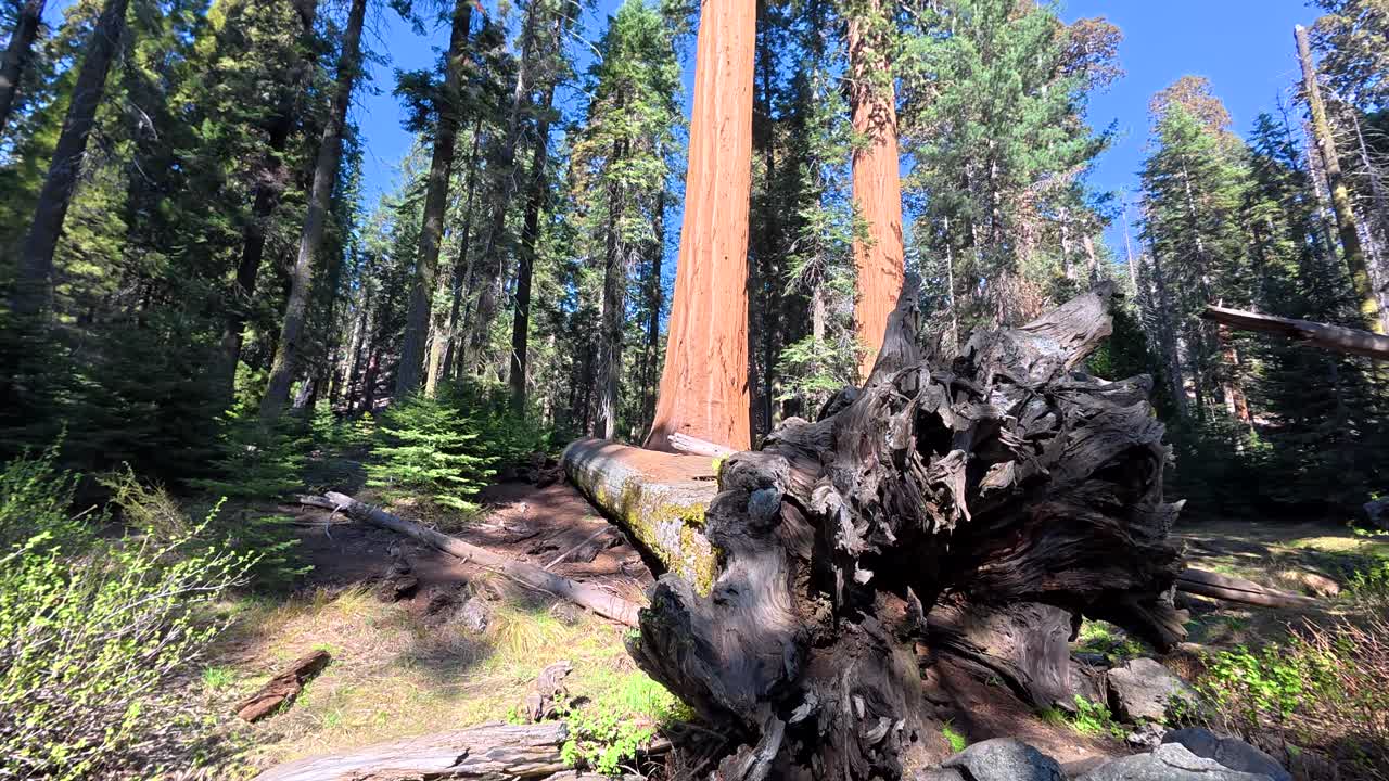 Oppadgående panorering som avslører gigantiske sequoiatrær og blå himmel