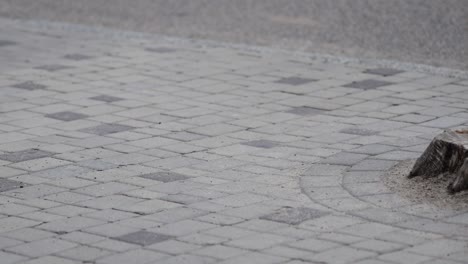 the sidewalk is paved with tiles. a stump of a large sawn tree in a circle