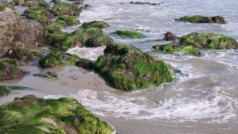 olas en las rocas rocas verdes en la playa el matador