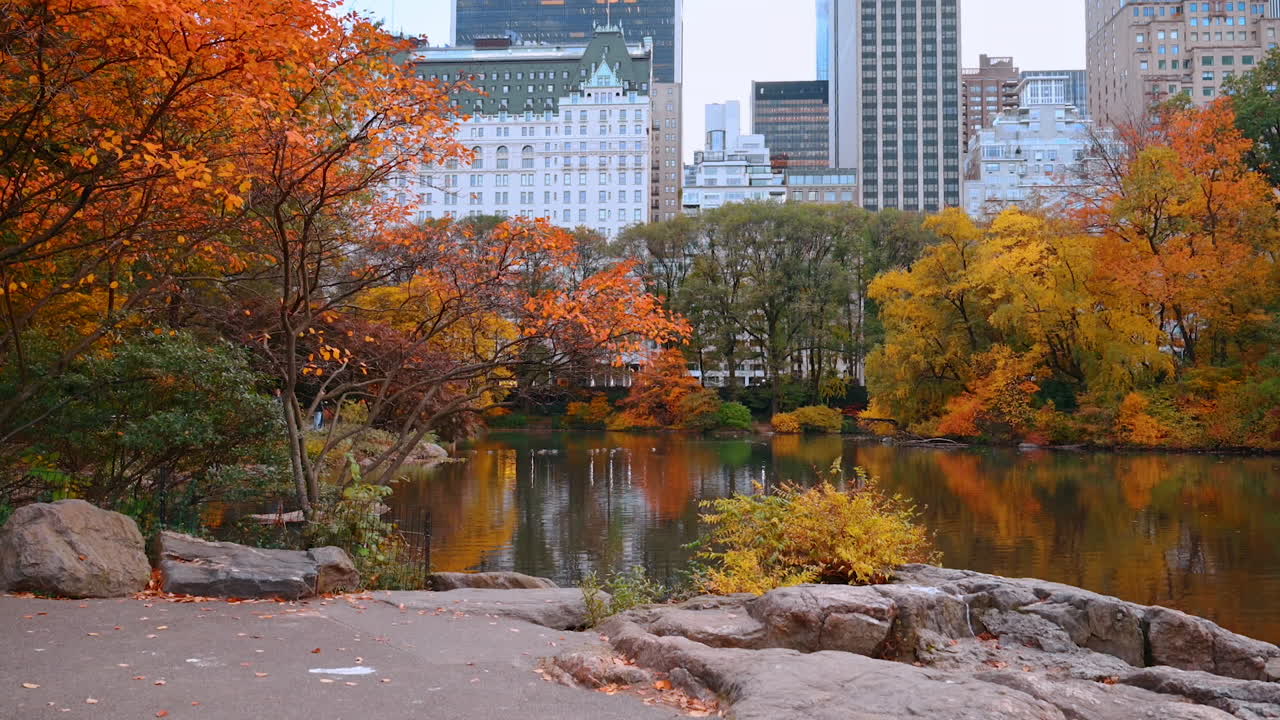 Standing on the rocky waterfront of the pond in Central Park, New York, USA. Colorful trees growing around reflect in the water. Skyline of high-rises at backdrop