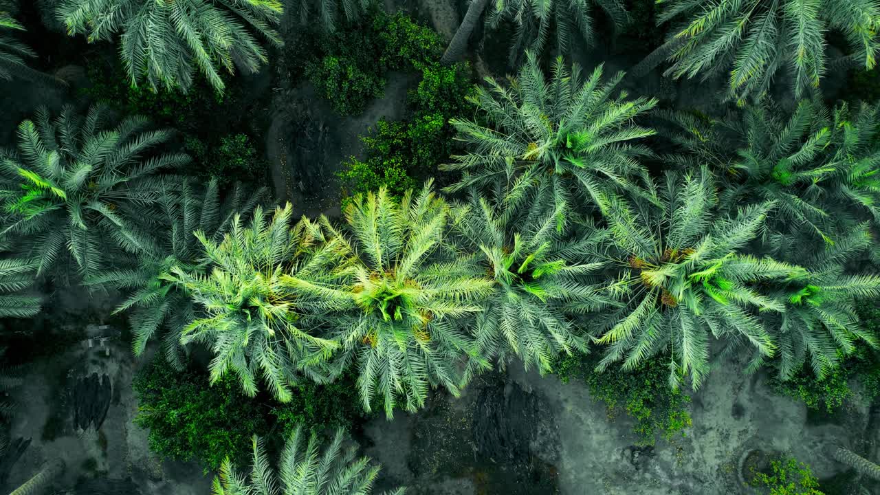 oasis de palmeras al ahsa desde arriba