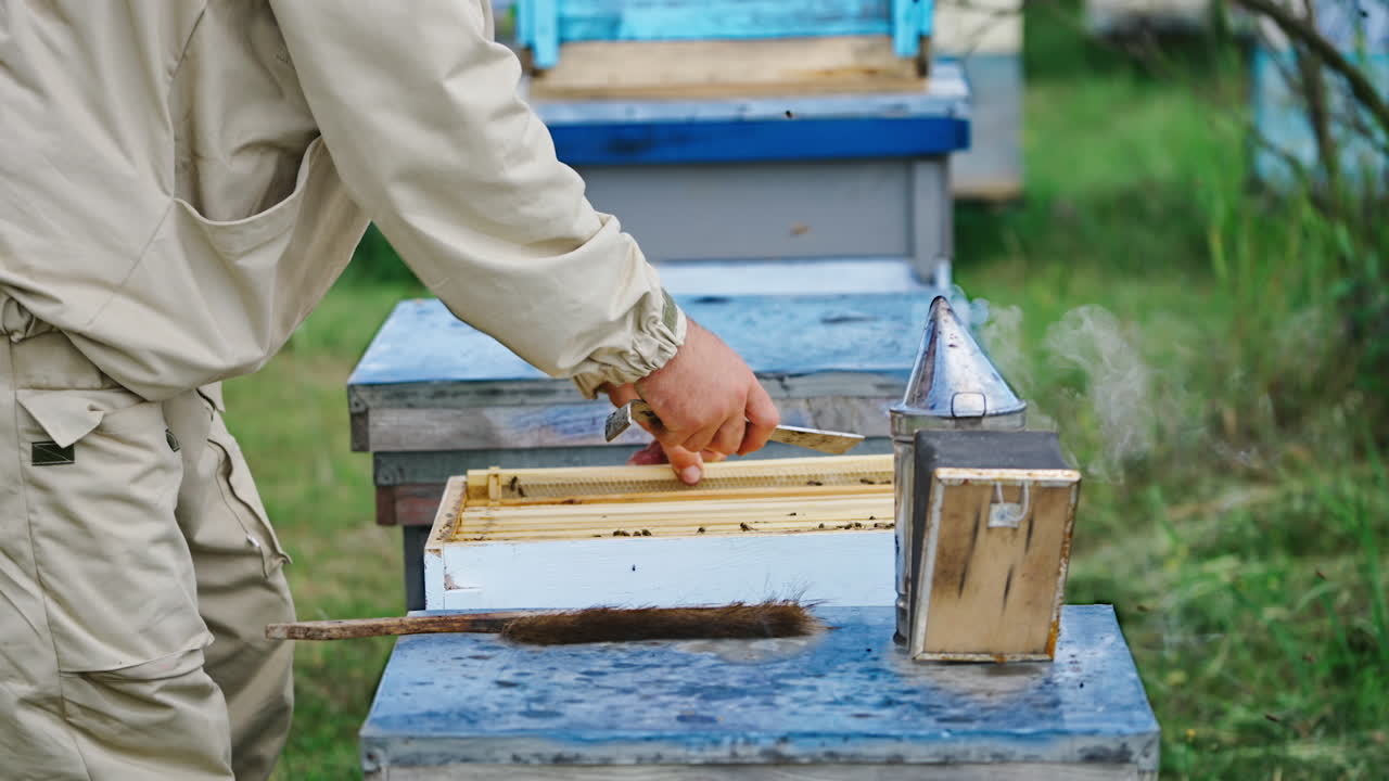 Beekeeper holds honey frame. Close up of beekeeper holding and inspecting the honeycombs