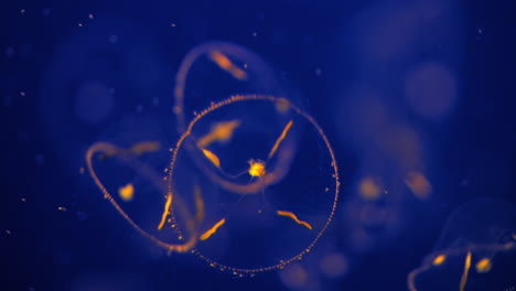 Bioluminescent-common-jellyfish-or-moon-jellyfish-glowing-in-the-water