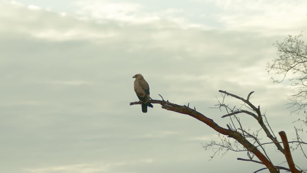 águila leonada sentada en la rama de un árbol contra el cielo despejado en el masai mara, kenia