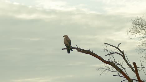 Tawny-Eagle-Sitzt-Auf-Dem-Ast-Vor-Dem-Klaren-Himmel-In-Der-Masai-Mara,-Kenia