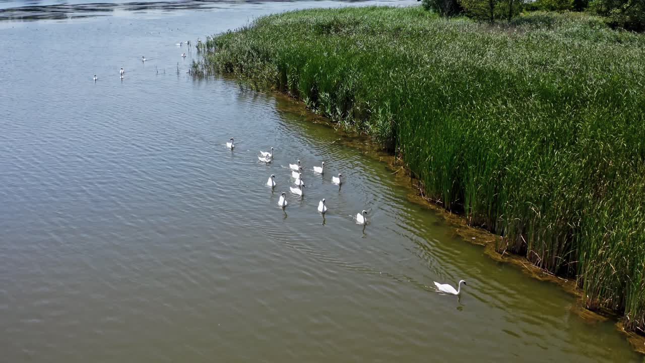 Group of white swans. Beautiful young swans swimming on the river in summer. Birds floating on water. View from above.