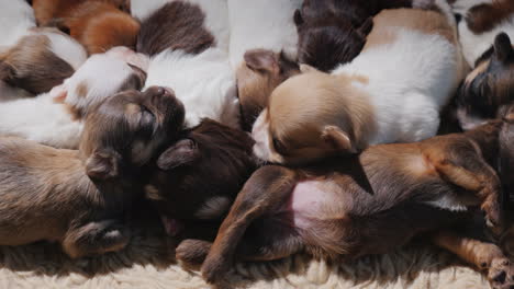 Hund-Kümmert-Sich-Um-Ihre-Neugeborenen-Welpen-01