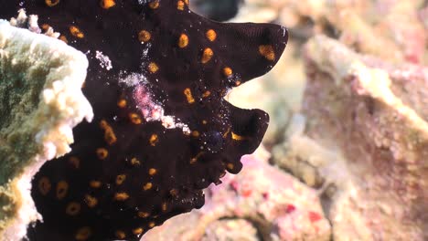 black frogfish with bright orange spots close up on coral reef