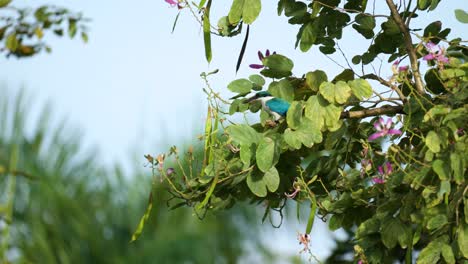 Martín-Pescador-Con-Collar-Posado-En-La-Rama-De-Un-árbol-Tropical-Toma-Vuelo-En-Cámara-Lenta