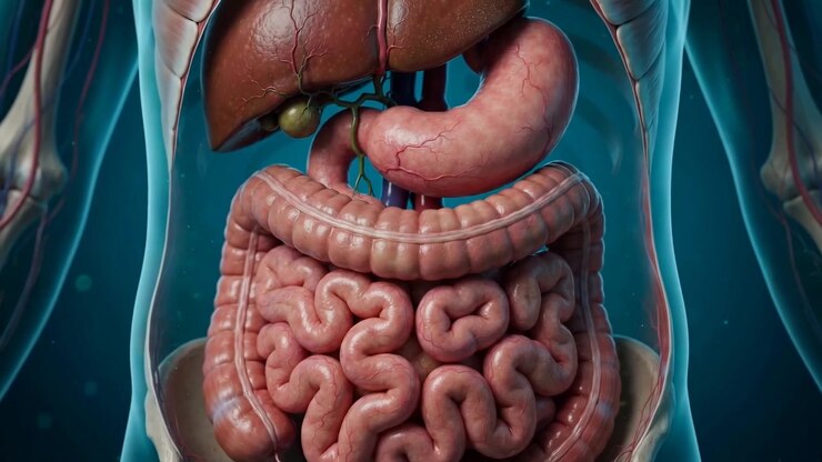 Transparent Abdominal Torso Revealing Liver Gallbladder Stomach and Intestines