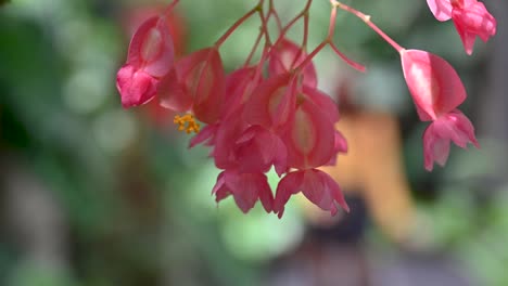 flores rosadas de begonia 'torcha' parecidas a la caña dentro de los jardines botánicos de tropicario, bogotá, colombia