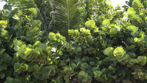 close up, green shrub foliage with palm leaves in background, insects flying