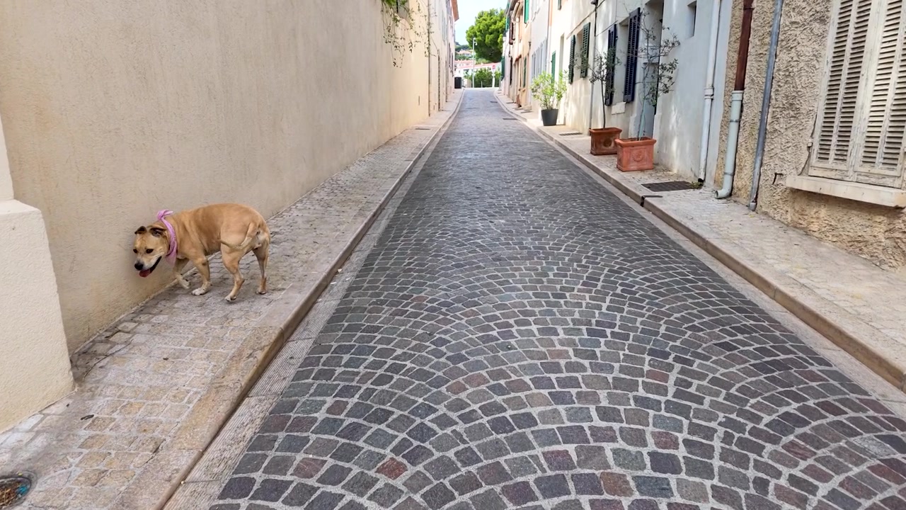 Un cane color fulvo esplora uno stretto vicolo lastricato tra edifici bianchi in pieno giorno.
