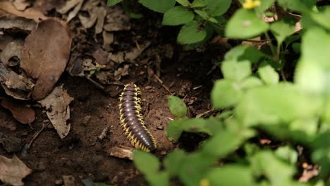 close up view of a yellow-spotted millipede crawl on the ground, static