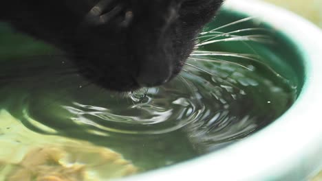 black cat drinking water