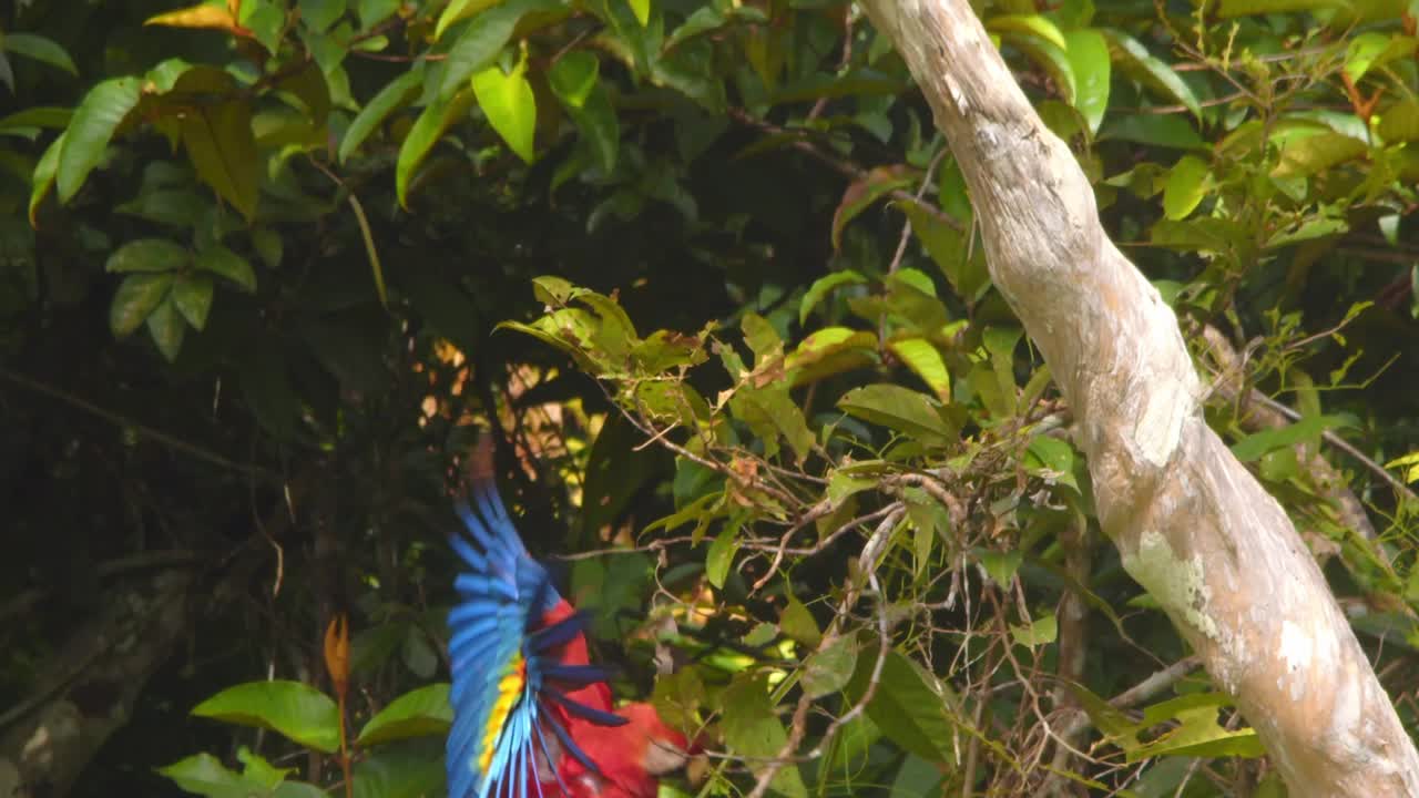 Scarlet Macaw takes off from a branch and flapping its wings lands on lower branch in amazing slow motion in rain forest canopy