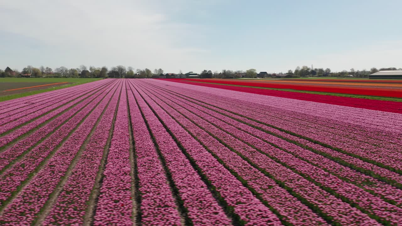 vista aérea de las filas de tulipanes que se cultivan en un gran campo de flores