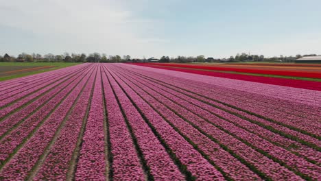 Aerial-overview-of-rows-of-tulips-being-grown-in-a-large-field-of-flowers
