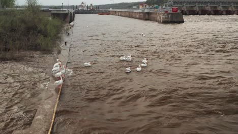 Eine-Dynamische-Luftaufnahme,-Die-Die-Wandernden-Pelikane-Und-Die-Schwimmenden-Pelikane-An-Der-Schleuse-Und-Am-Damm-Nr.-Zeigt