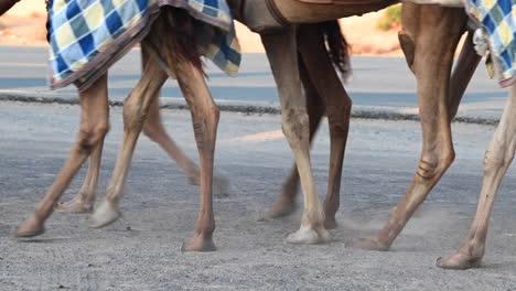 4k: dubai camel caravan going through the desert, united arab emirates, camel in the desert in the persian gulf