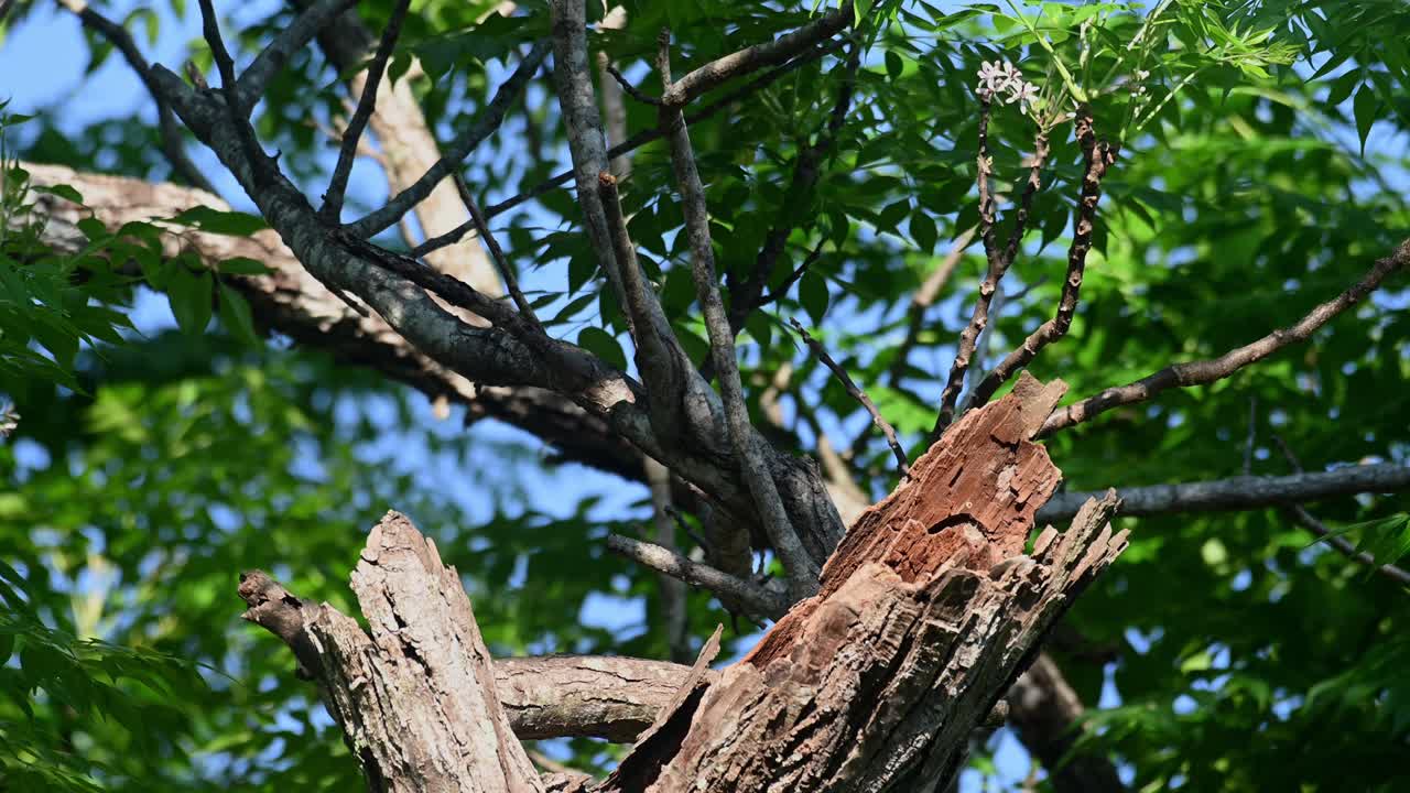 myna de ventilación blanca, acridotheres grandis, khao yai, tailandia