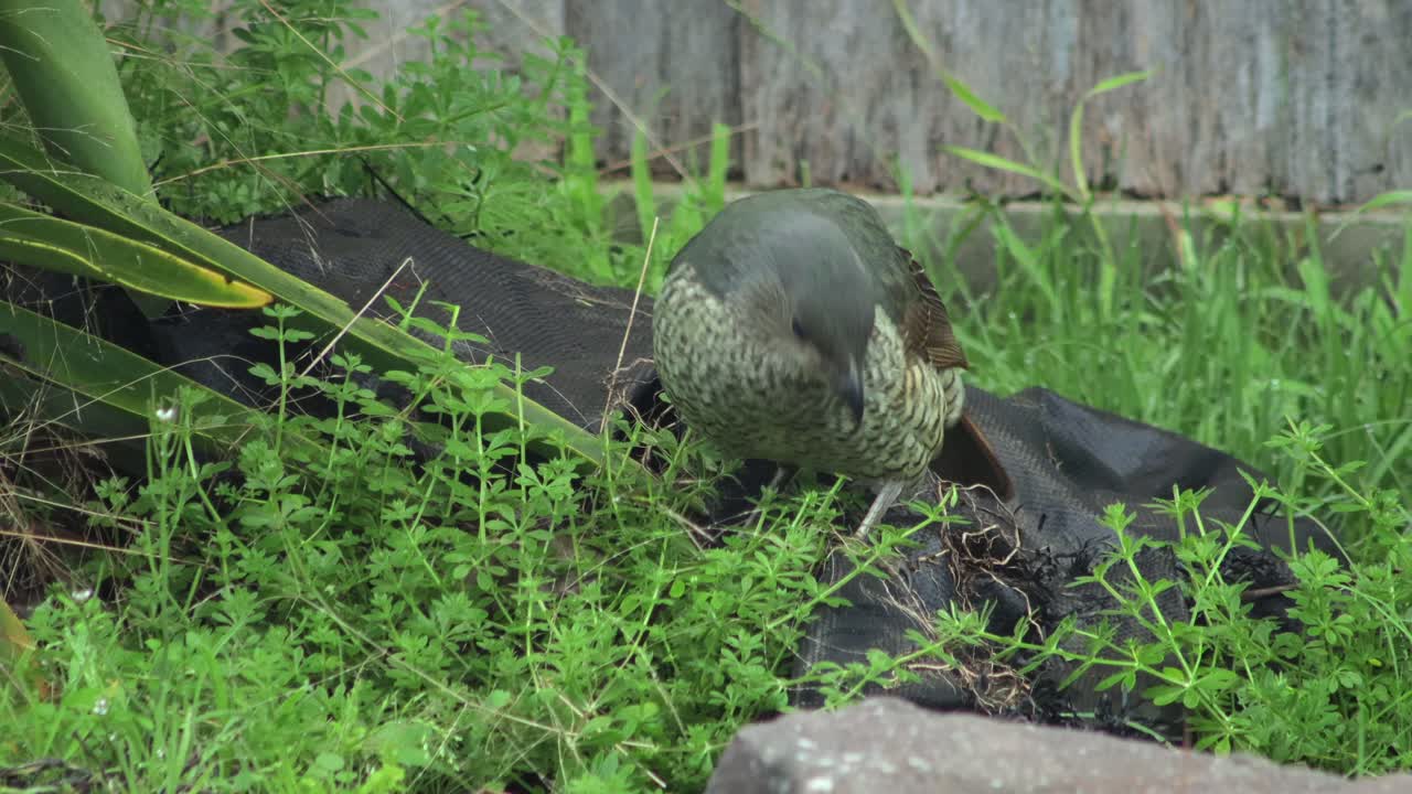Satin Bowerbird Female Foraging Eating Green Weeds Grass Hopping Jumping Daytime Australia, Victoria, Gippsland, Maffra