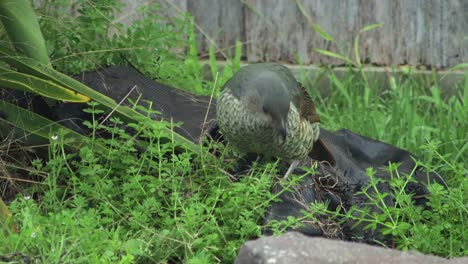 satin bowerbird female foraging eating green weeds grass hopping jumping daytime australia, victoria, gippsland, maffra