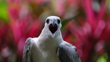 looking to the left then turns towards the camera opening it's mouth calling, white-bellied sea eagle haliaeetus leucogaster, philippines