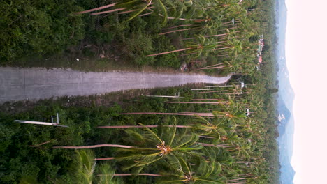 scenic rural road between palm trees in koh samui, aerial view, vertical