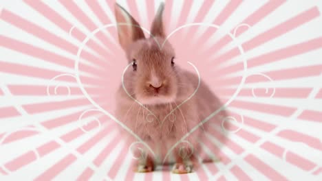 Animation-of-a-cute-rabbit-with-pink-ray-background