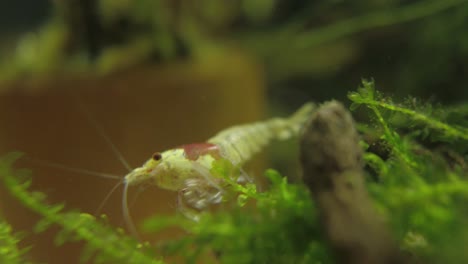 crystal red shrimp walks among the moss to find food