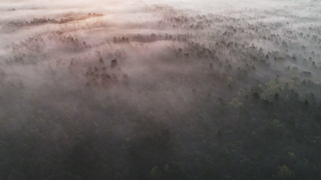 안개 숲의 해가 뜨는 것