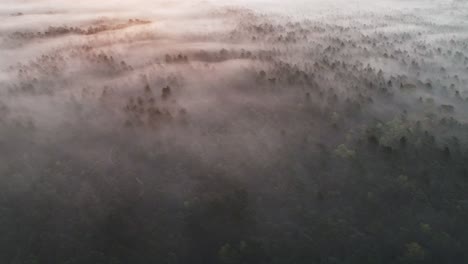el amanecer del bosque brumoso