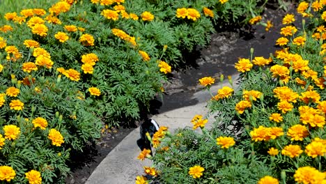 a bird moves through vibrant marigold flowers