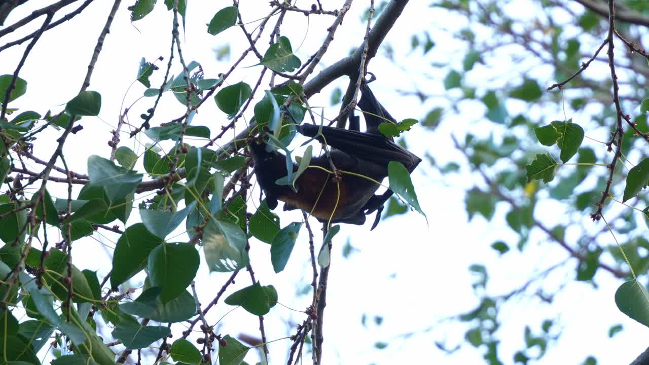 дикая маленькая красная летающая лиса висит на ветке дерева среди пышной зеленой листьев, хватая за ветку и питаясь фруктами, близко снять