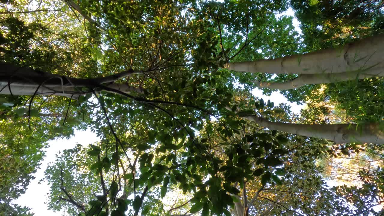 Looking up at trees and leaves