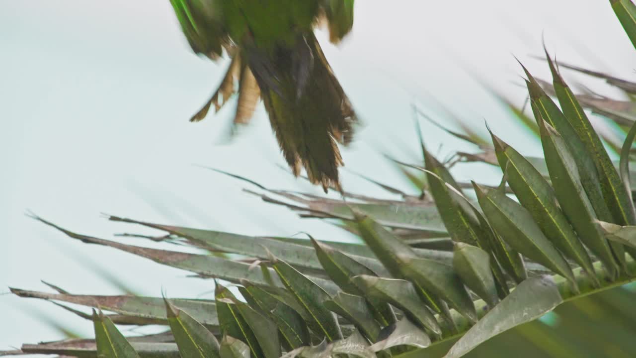 Red-headed parrot in the lush surroundings of Miraflores, Lima, Peru